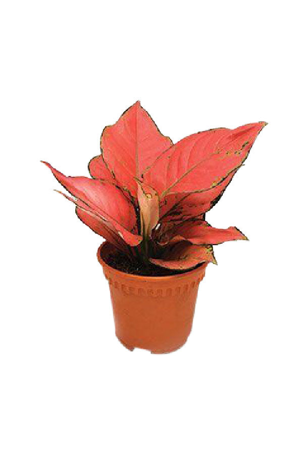 Aglaonema 'Ruby' - Aglaonema Commutatum - Plantsworld.ae