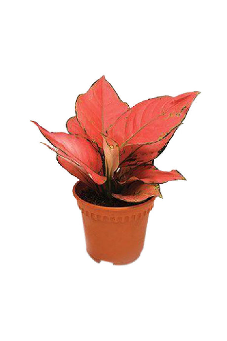 Aglaonema 'Ruby' - Aglaonema Commutatum - Plantsworld.ae