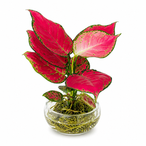 Vibrant green and pink foliage hydroponic houseplant