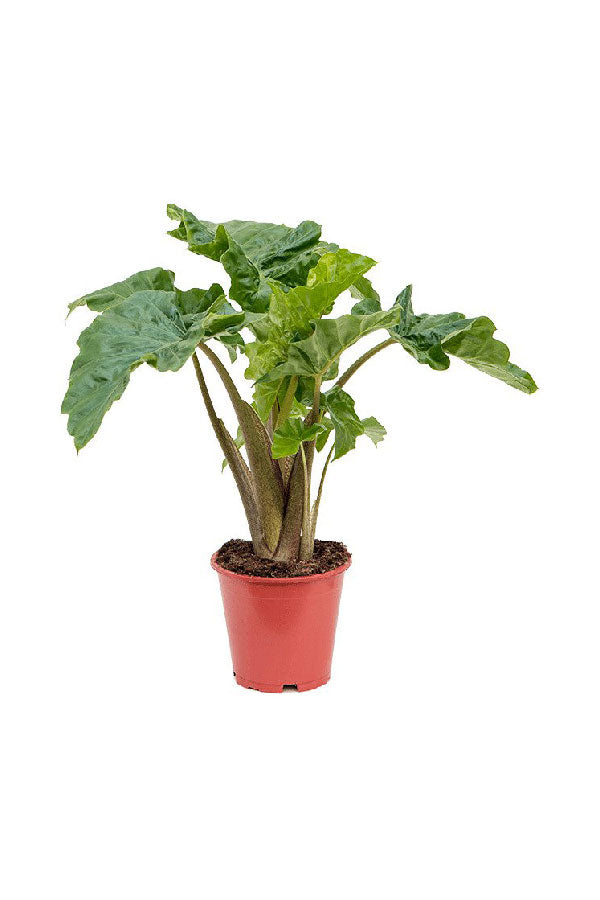 Low Rider Alocasia - Alocasia 'Low Rider' - Plantsworld.ae