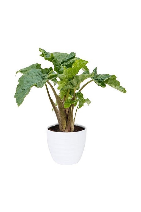 Alocasia Low Rider – Compact Elephant Ear plant with dark green, glossy leaves in a decorative pot