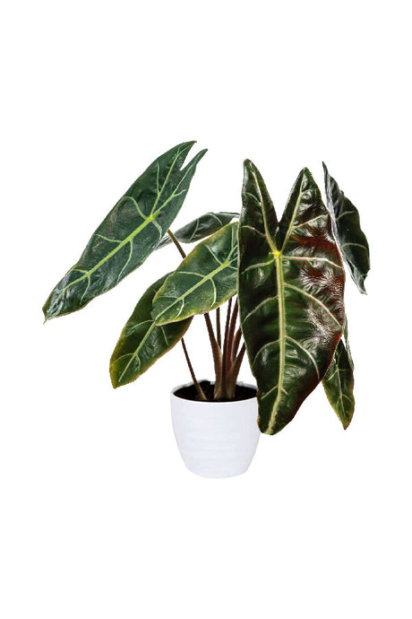 Alocasia Watsoniana – Rare tropical indoor plant with dark veined foliage

