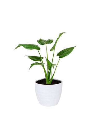 Alocasia Cucullata – Buddha’s Palm Plant with upright stems and glossy heart-shaped leaves, perfect for indoor décor and air purification.