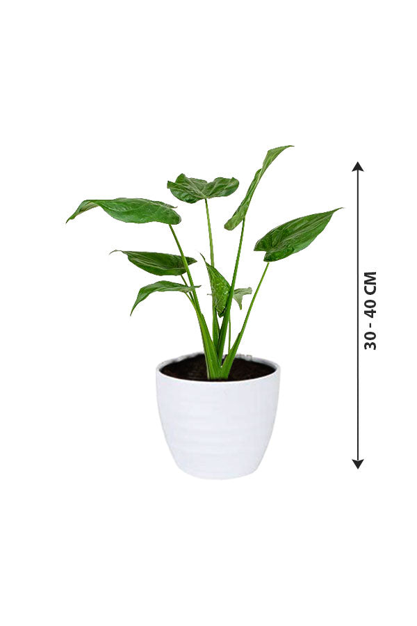 Alocasia Cucullata – Buddha’s Palm Plant - Plantsworld.ae