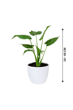 Alocasia Cucullata – Buddha’s Palm Plant - Plantsworld.ae