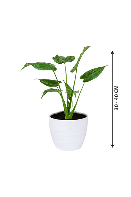 Alocasia Cucullata – Buddha’s Palm Plant - Plantsworld.ae
