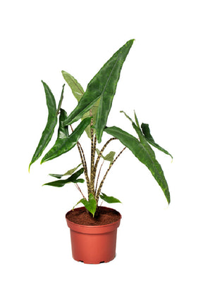 Tiger Alocasia - Alocasia Tigrina - Plantsworld.ae