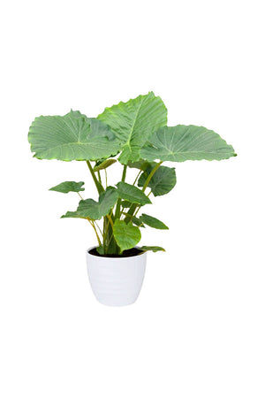 Alocasia Gageana – Silver Alocasia with unique silver leaves for indoor decor

