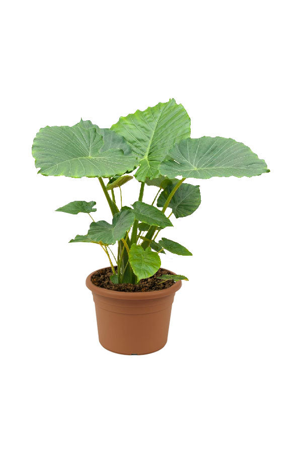 Silver Alocasia - Alocasia Gageana - Plantsworld.ae