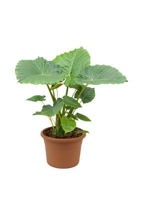 Silver Alocasia - Alocasia Gageana - Plantsworld.ae