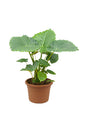 Silver Alocasia - Alocasia Gageana - Plantsworld.ae