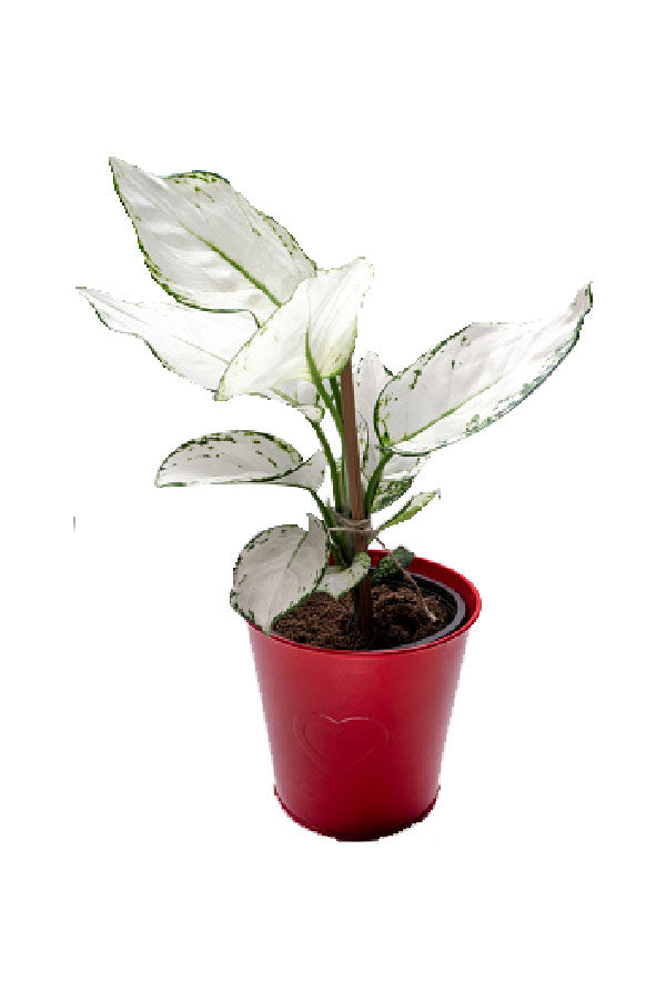 Aglaonema 'Super White' - Aglaonema Commutatum - Plantsworld.ae