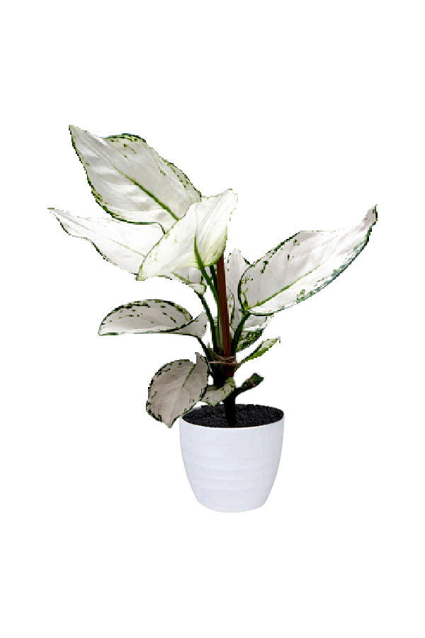Aglaonema Super White – Indoor plant with vibrant white leaves and subtle green veins

