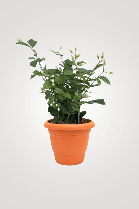Balcony Blossom – Beautiful Flowering Plants - Plantsworld.ae