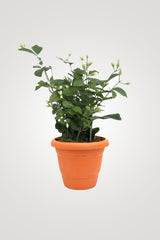 Charming Flowering Plants – Beautiful Blooms for Your Home & Garden - Plantsworld.ae