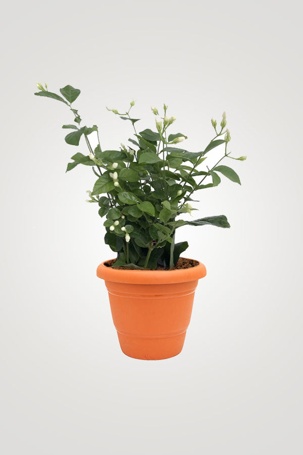 Balcony Flowering Plant Collection - Mixed Species - Plantsworld.ae