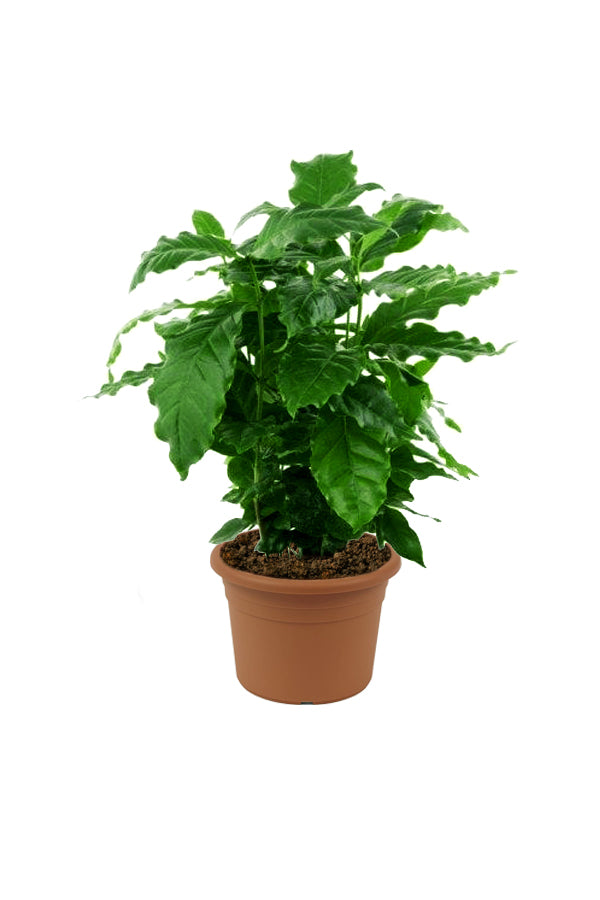 Arabian Coffee Plant - Coffee Shrub Of Arabia - Plantsworld.ae