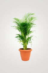 Charming Flowering Plants – Beautiful Blooms for Your Home & Garden - Plantsworld.ae