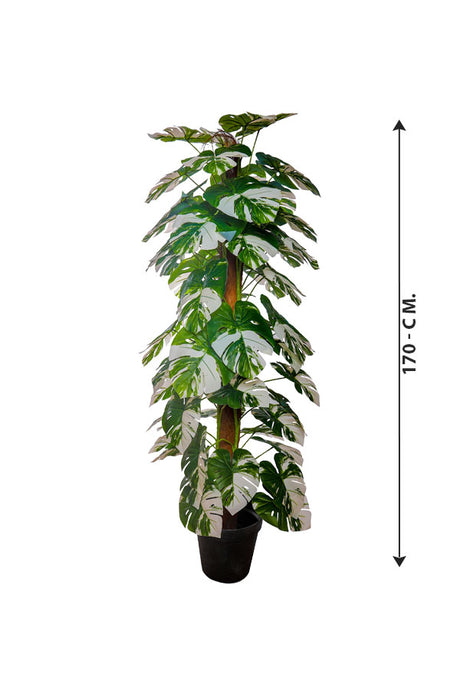 Artificial Plant - Monstera Varigated - Plantsworld.ae