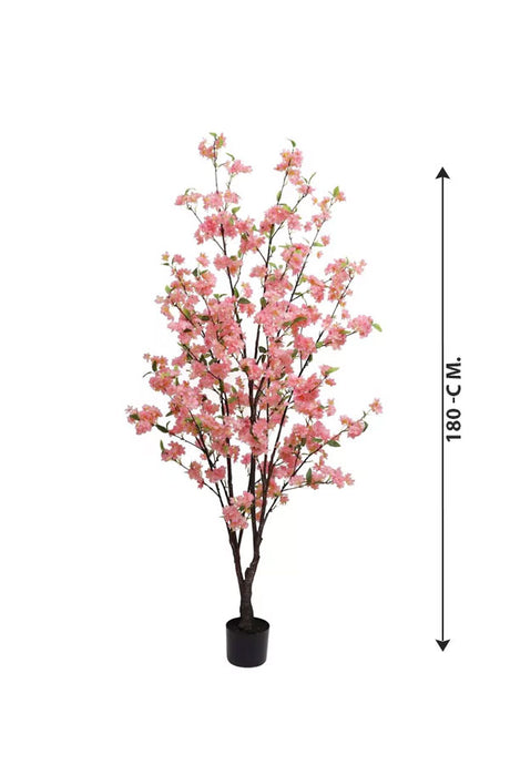 Cherry Blossom Sakura Flower Tree - Plantsworld.ae