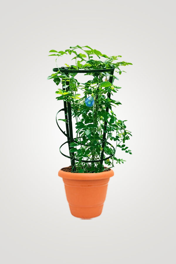 Creeping Flowering Plants - Plantsworld.ae