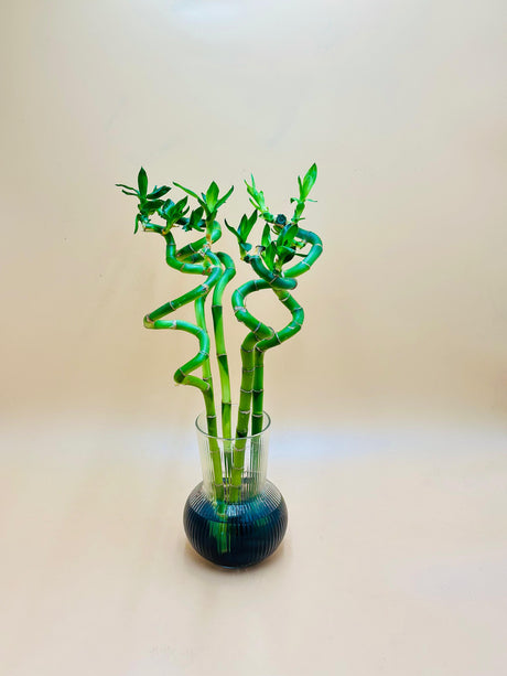 Lucky Bamboo Stick In Glass Vase With Black Stones - Plantsworld.ae
