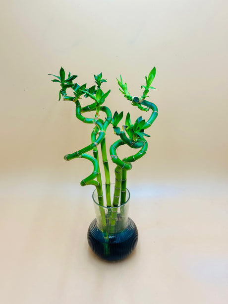 Lucky Bamboo Stick In Glass Vase With Black Stones - Plantsworld.ae
