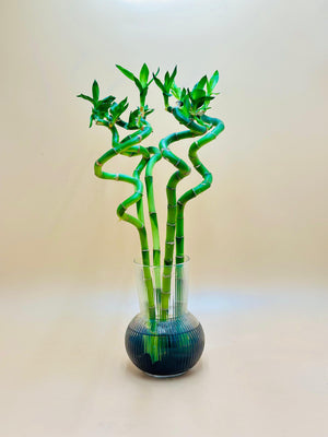 Indoor bamboo plant symbolizing prosperity and good fortune