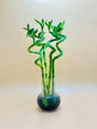 Indoor bamboo plant symbolizing prosperity and good fortune