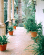 Balcony Garden – Ruby Edition with Flowering Plants and Designer Pots in Dubai

