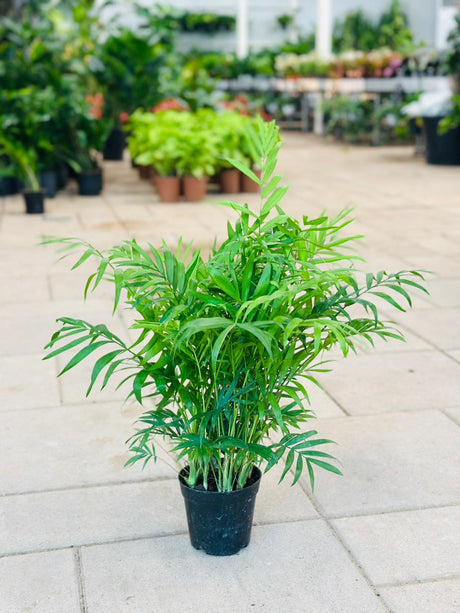 Bamboo Palm - Chamaedorea Elegans - Bushy - Plantsworld.ae
