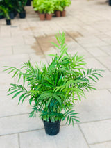 Bamboo Palm - Chamaedorea Elegans - Bushy - Plantsworld.ae