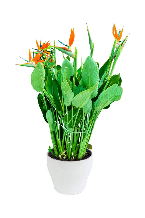 Bird Of Paradise - Strelitzia Reginae - Plantsworld.ae