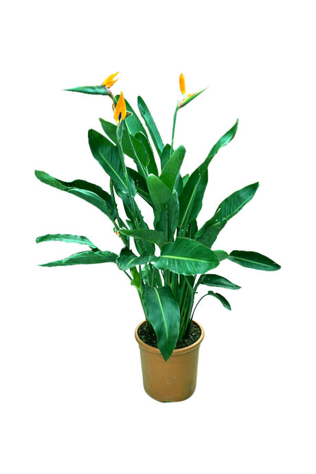 Bird Of Paradise - Strelitzia Reginae - Plantsworld.ae