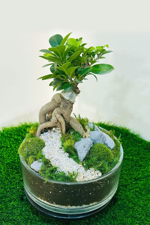 Bonsai Terrarium – Glass Bowl - Plantsworld.ae