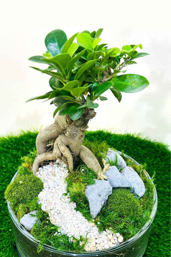 Bonsai Terrarium – Glass Bowl - Plantsworld.ae