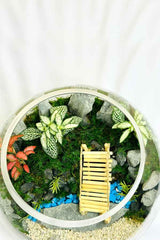 Botanic Beauty Terrarium - Plantsworld.ae