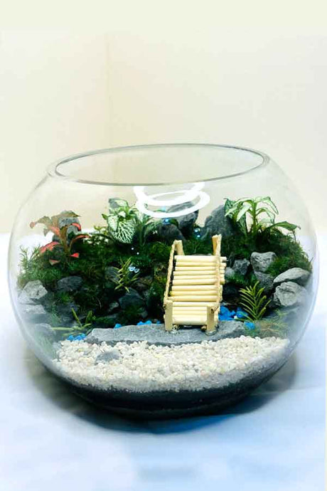 Botanic Beauty Terrarium - Plantsworld.ae