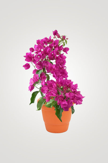 Dazzling Flowering Plants – Bright, Colorful Blooms for Home & Garden - Plantsworld.ae