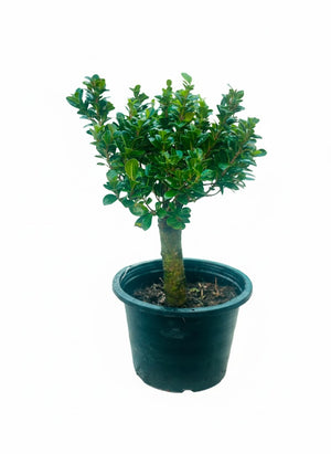 Boxwood shrub used for topiary design