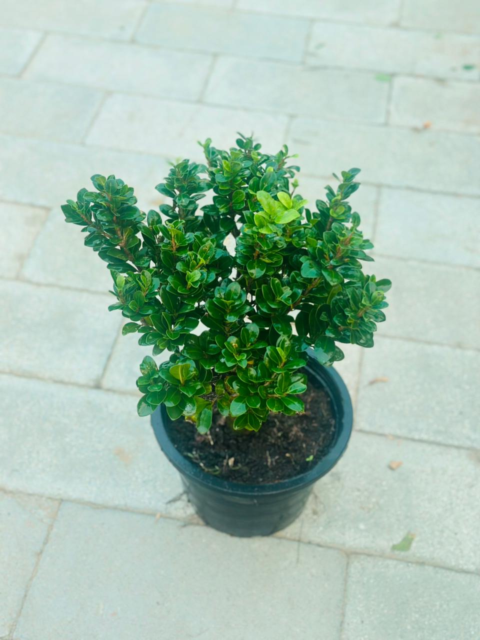 Boxwood Plant (Buxus) - Plantsworld.ae