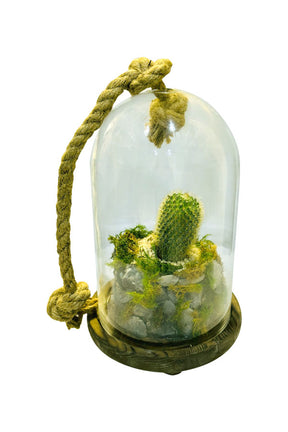  Cactus Terrarium Glass Planter for cacti and home decor
