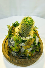 Cactus Terrarium - Mixed Cacti - Plantsworld.ae