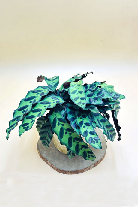 Rattlesnake Plant - Goeppertia Lancifolia In Water - Plantsworld.ae