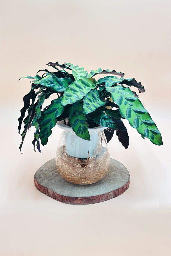 Rattlesnake Plant - Goeppertia Lancifolia In Water - Plantsworld.ae