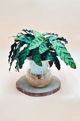 Rattlesnake Plant - Goeppertia Lancifolia In Water - Plantsworld.ae