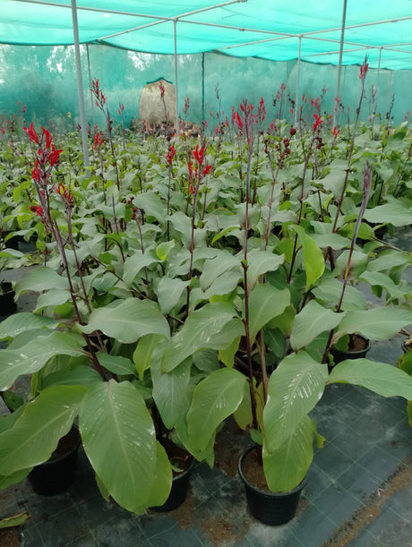Canna Lily - Canna Indica - Plantsworld.ae