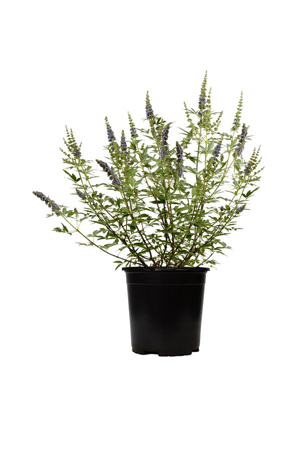 Chaste Tree (Vitex Agnus-Castus) in Full Bloom with Purple Flowers in a Garden Setting
