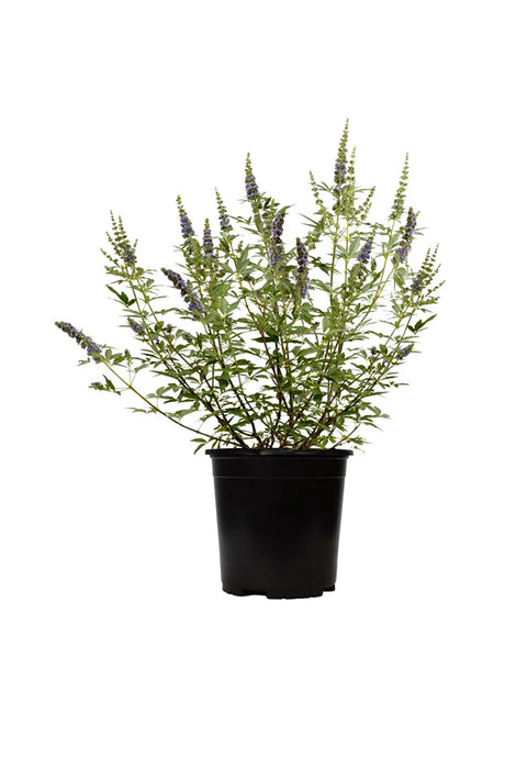 Chaste Tree (Vitex Agnus-Castus) in Full Bloom with Purple Flowers in a Garden Setting

