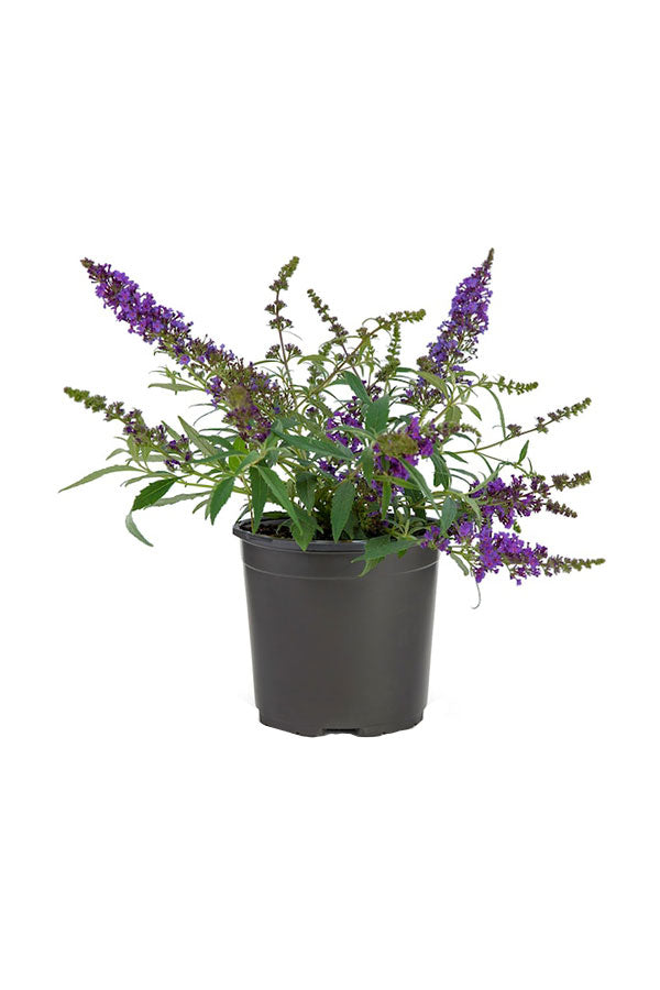 Chaste Tree - Vitex Agnus - Plantsworld.ae